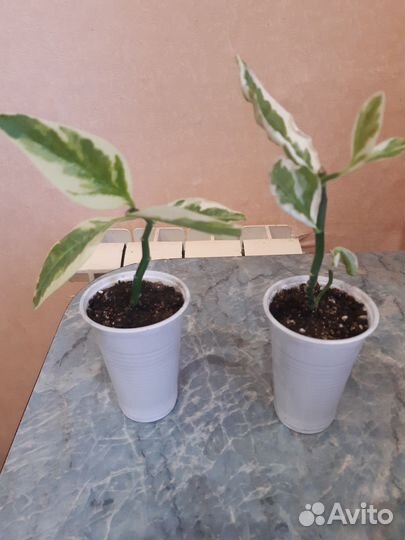 Продам комнатные растения