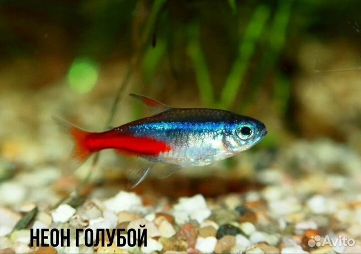 Аквариумные рыбки