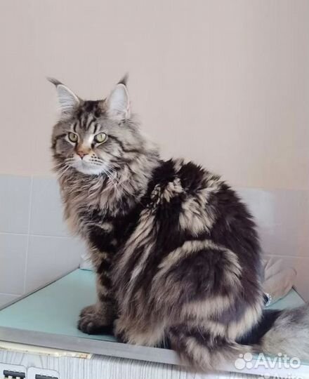 Котята мейн-кун