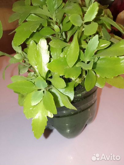 Сингониум, традесканция, каланхоэ, хлорофитум