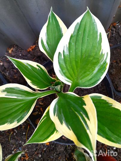 Хоста. Астильба саженцы