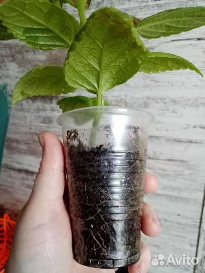Колеус Аватар