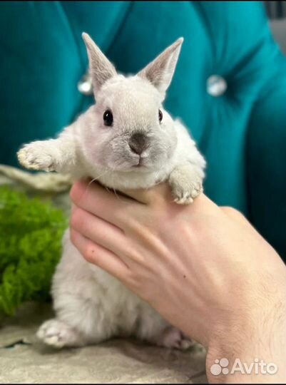 Кролики мини