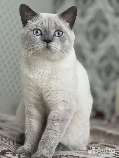 Шотландский котик. Вязка