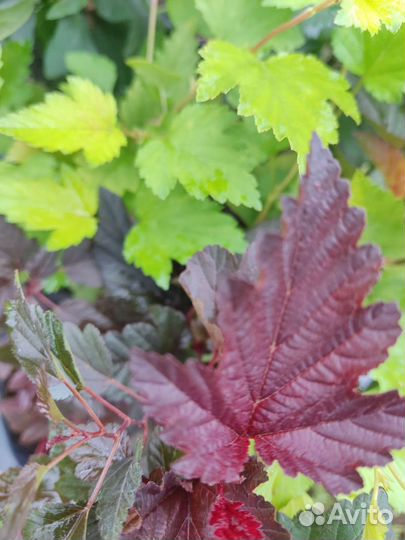 Пузыреплодники