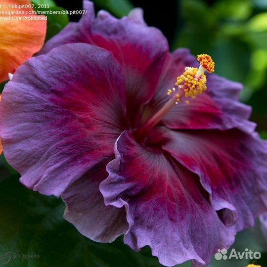 Гибискусы сортовые