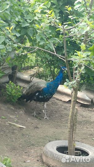 Павлины продажа