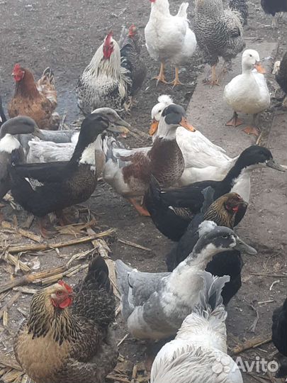 Голубой фаворит