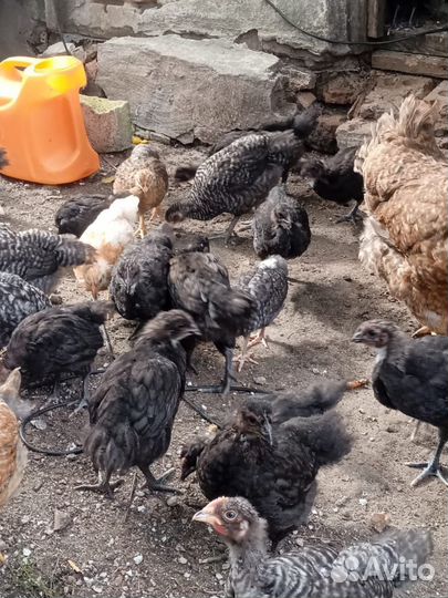 Цыплята подрощенные