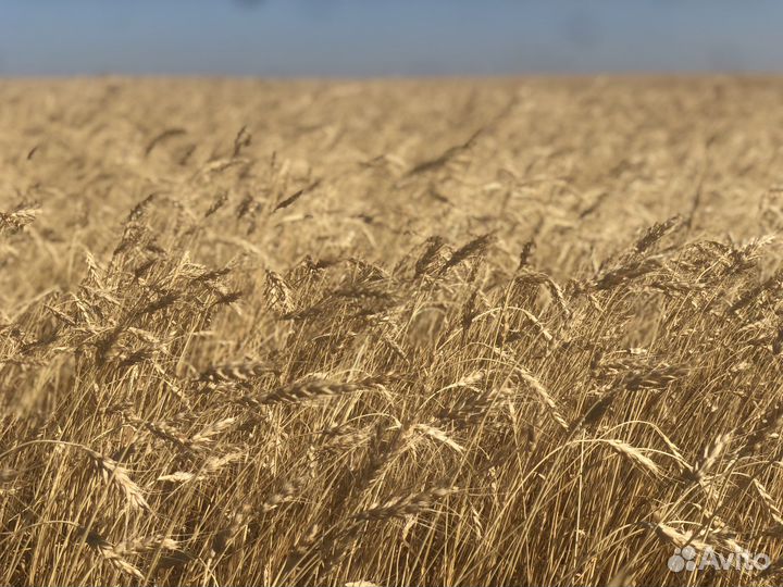 Зерно пшеница 3 класс