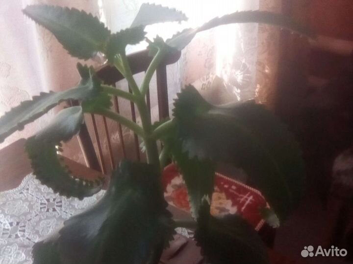 Каланхое цветущее роз