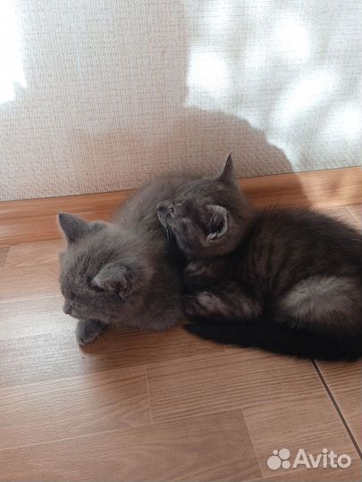 Отдам котят