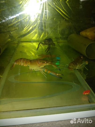 Австралийский красноклешневый рак