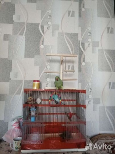 Ожереловый попугай