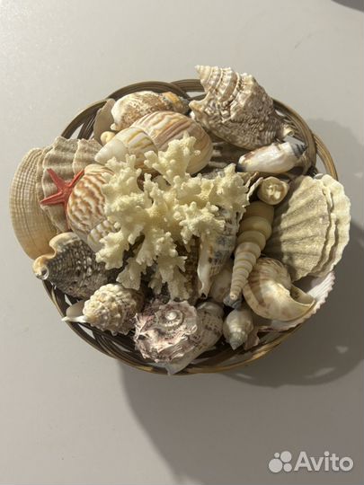 Набор морских ракушек