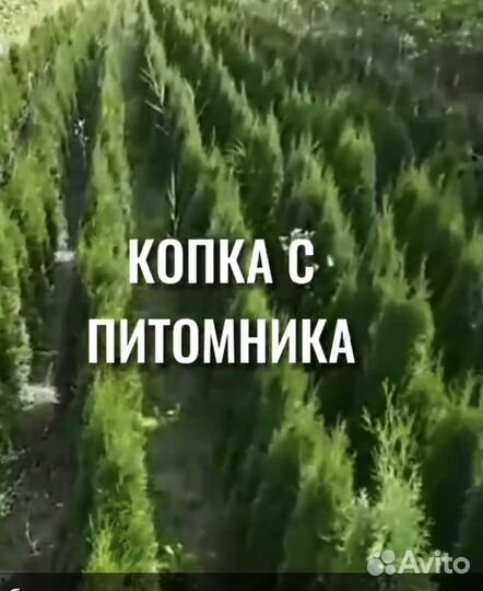 Туя смарагд,Даника,брабант,пирамидалис-питомник