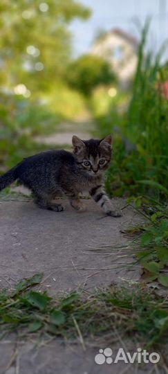 Ищем дом для милых котят