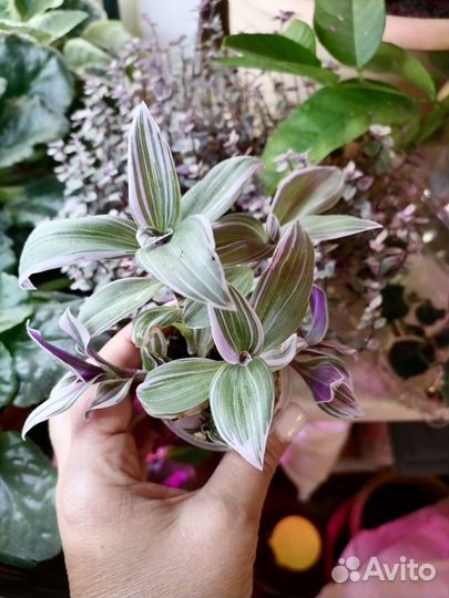 Традесканция