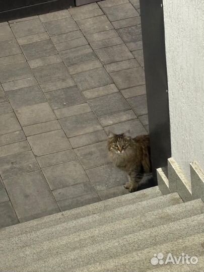 Кошки в добрые руки