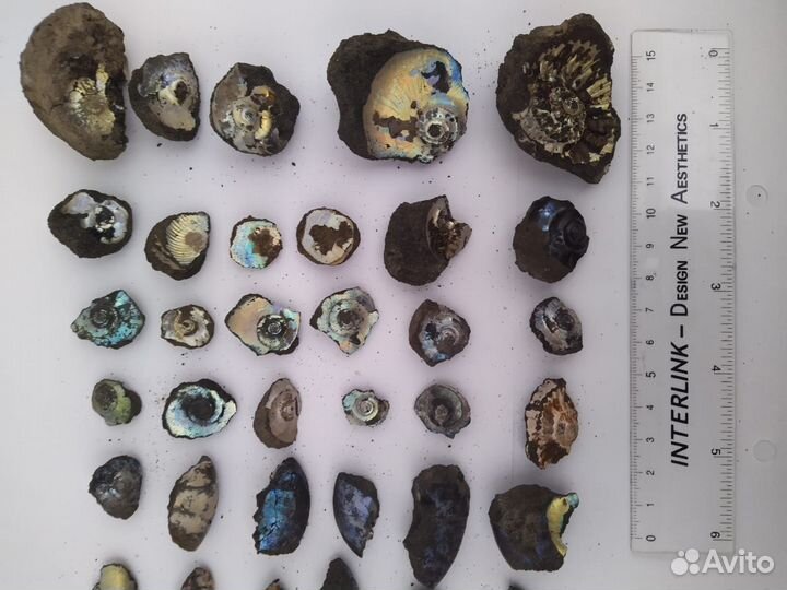 Аммониты с перламутром