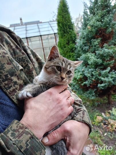 Котёнку очень нужен дом