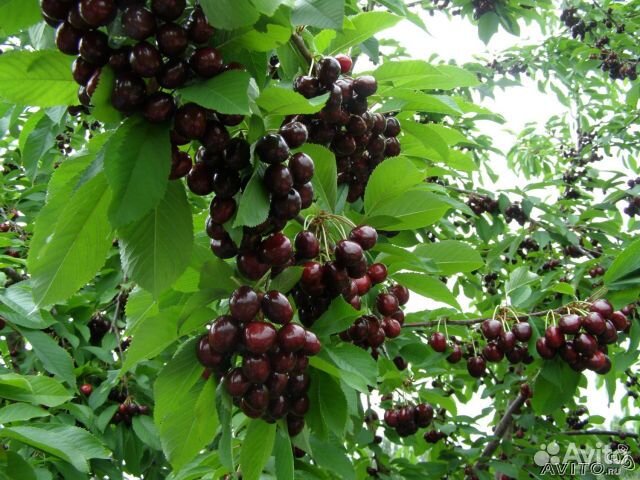 Саженцы плодово-ягодных и декоративных культур