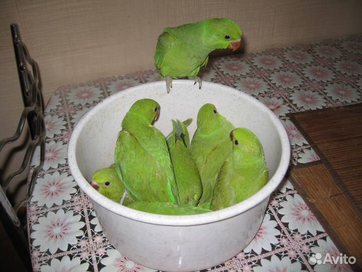 Ручной ожереловый попугай выкормыш