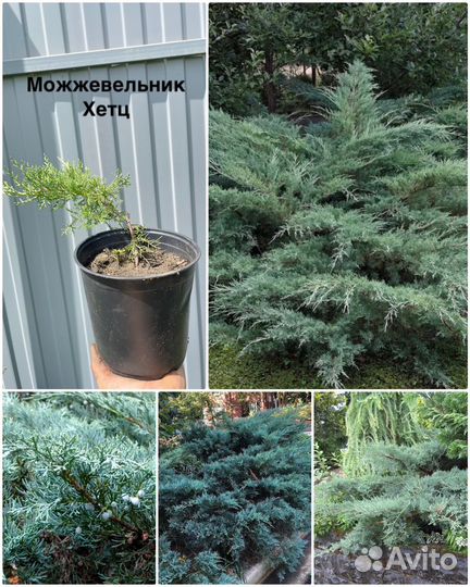 Хвойные растения