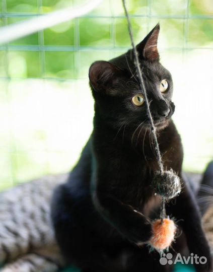 Кошка в дар