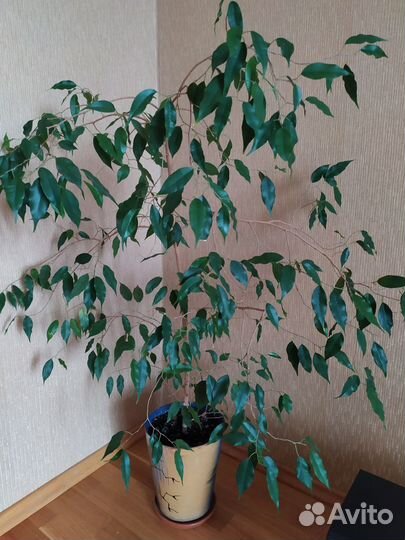 Комнатные цветы бегония, толстянка, фикус Бенджами