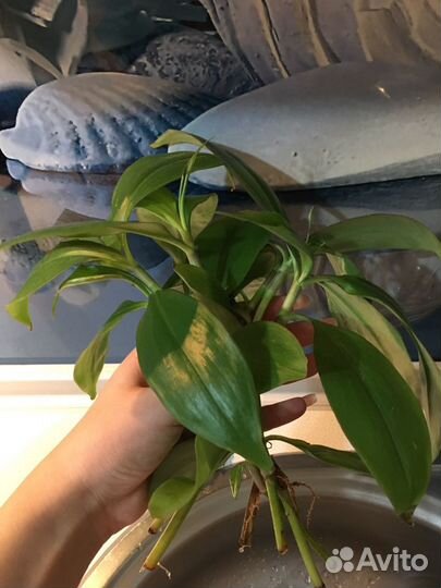 Кампелия занония