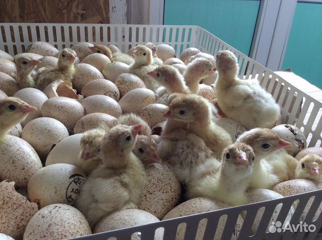 Индюшата хайбрид конвертер, возраст 5 недель