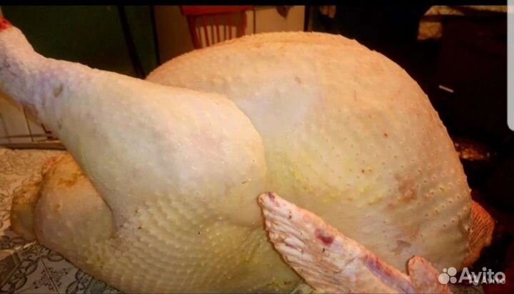 Домашняя птица