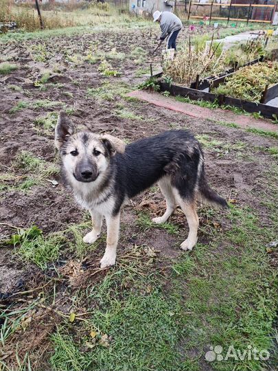 Собака ищет дом