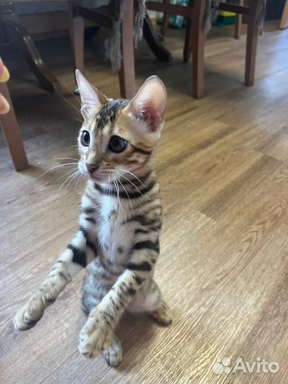Бенгальские котята