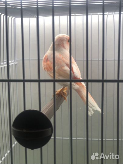 Канарейка самка