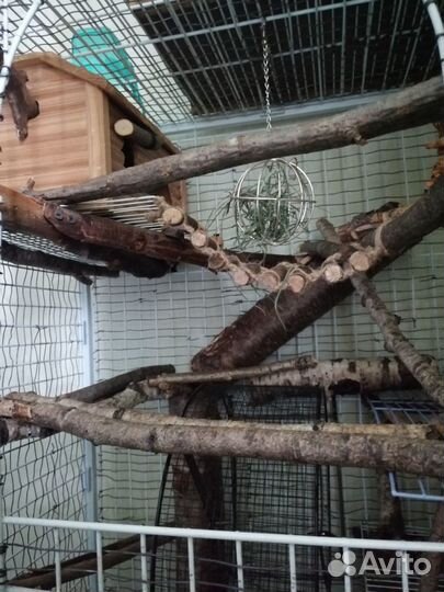 Продам дегу с клеткой