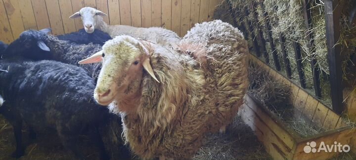 Курдючный баран