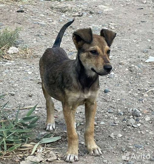 Собака щенок в добрые руки бесплатно