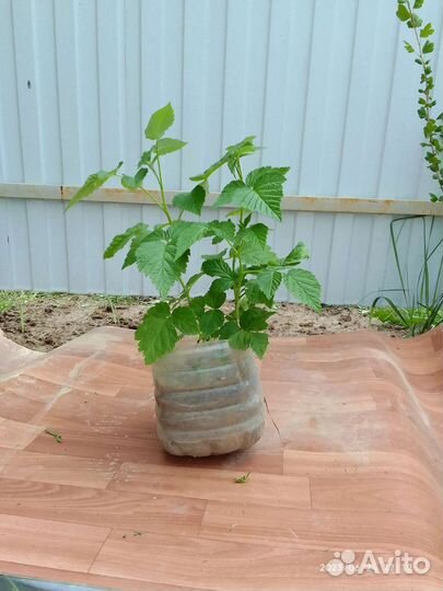 Смородина, малина