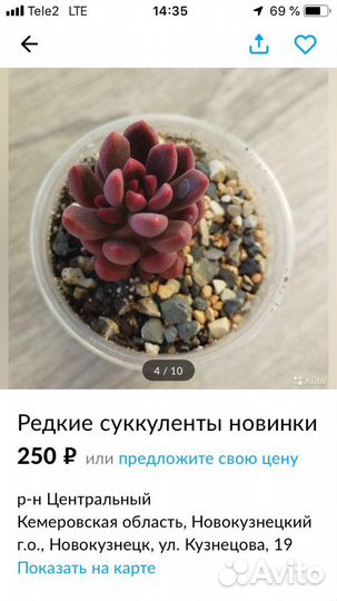 Суккуленты
