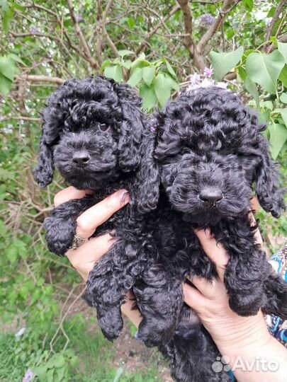 Щенки пуделя