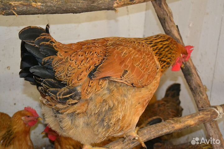 Инкубационное яйцо цыплята