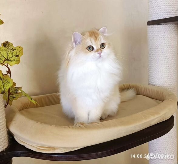 Золотая шиншилла кошка