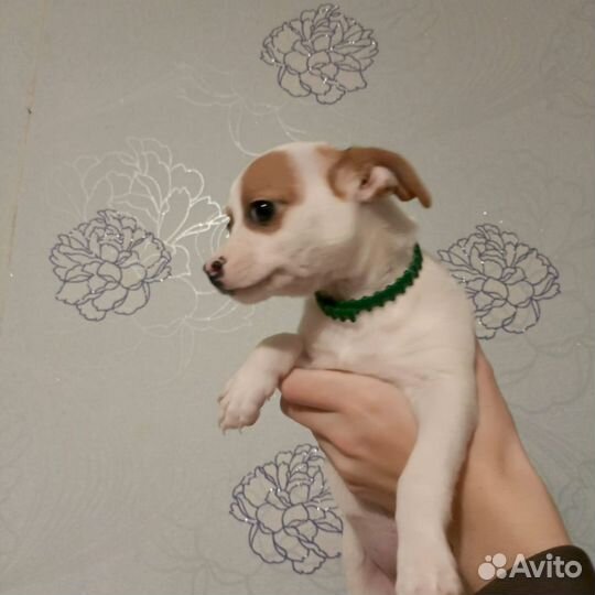 Помесь чихуахуа с Джек Рассел