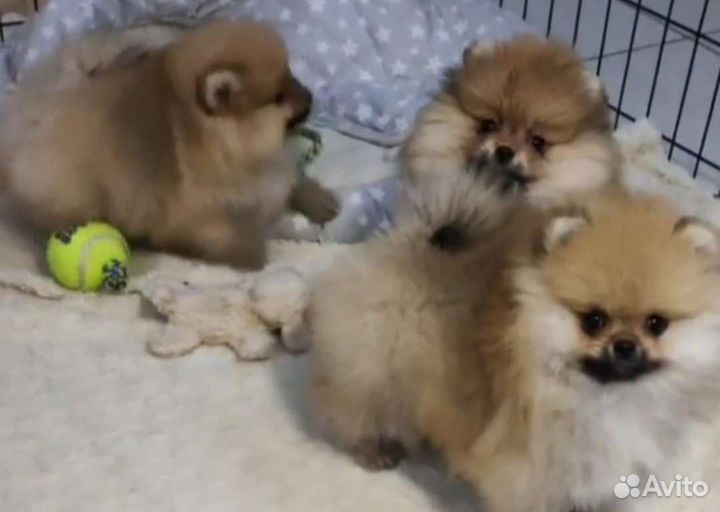 Померанский шпиц мини