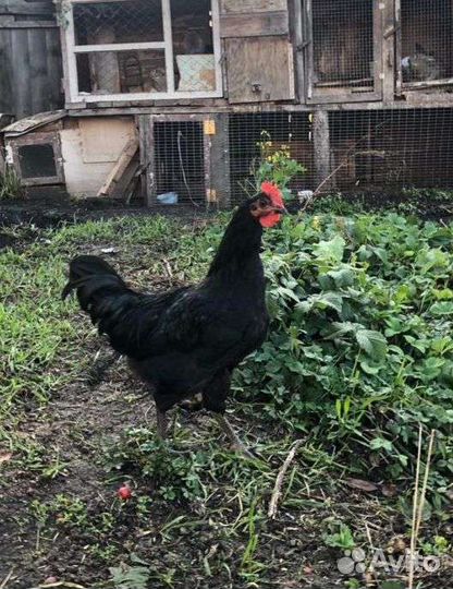Петухи породы Лакеданзи, Синь-Синь-Дянь, Брама