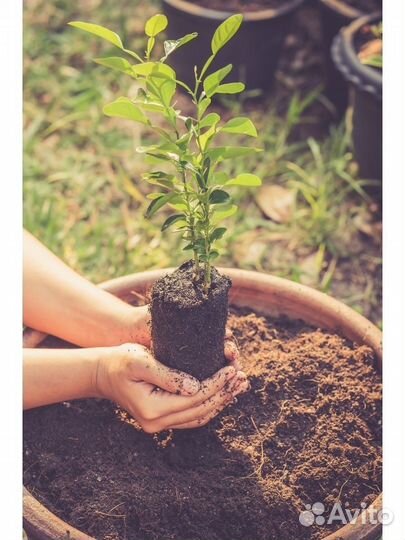 Грунт для цитрусовых 5 л