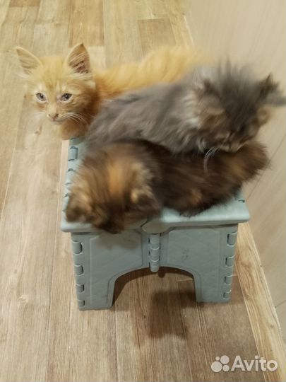 Кошечки и коты,щенки,собака в добрые руки