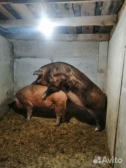 Продам хряка
